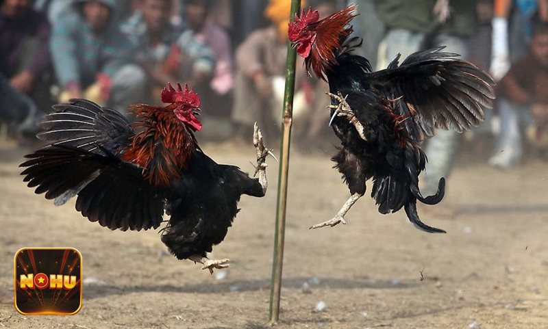 Đá gà NoHu - Đá gà NoHu tại NoHu có gì nổi bật? Đá gà NoHu - Đá gà NoHu tại NoHu có gì nổi bật?
