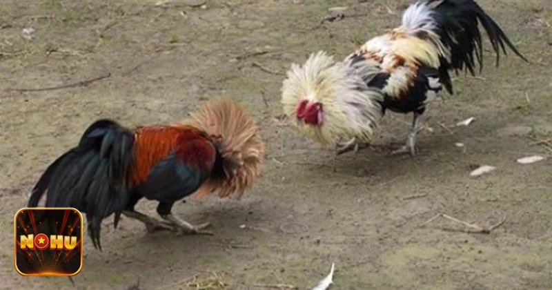 Đá gà NoHu - Không khí sảnh Đá gà NoHu tại NoHu Đá gà NoHu - Không khí sảnh Đá gà NoHu tại NoHu