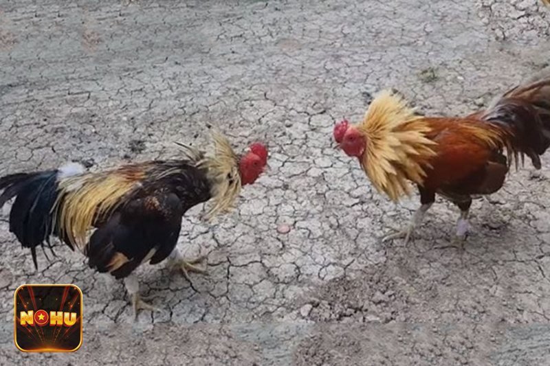 Đá Gà Online - Công nghệ phát sóng hiện đại Đá Gà Online - Công nghệ phát sóng hiện đại